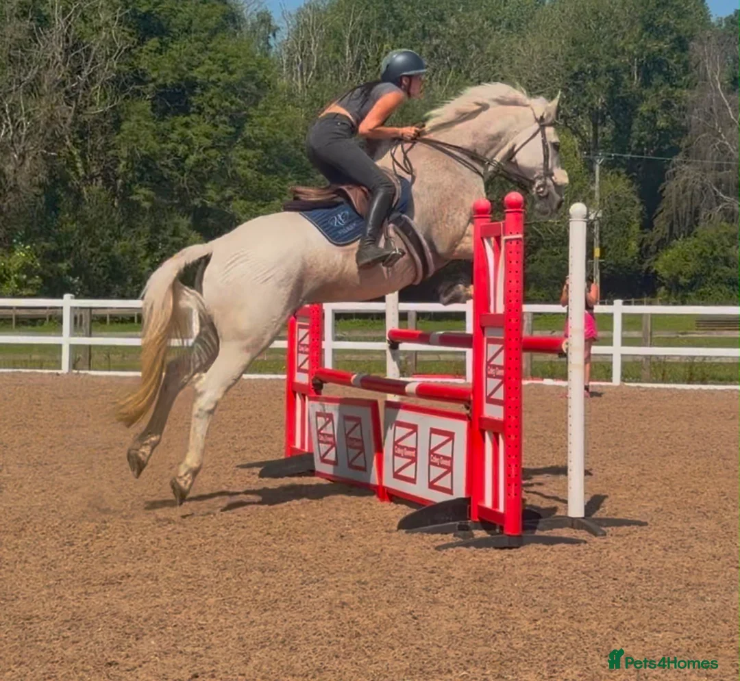 Irish Cob horses for sale: Clover – Connie/TB – quality classy all rounder - Advert 7