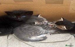 Russian Blue cats for sale: ✨RUSSIAN BLUE KITTEN FOR SALE  - Image 7