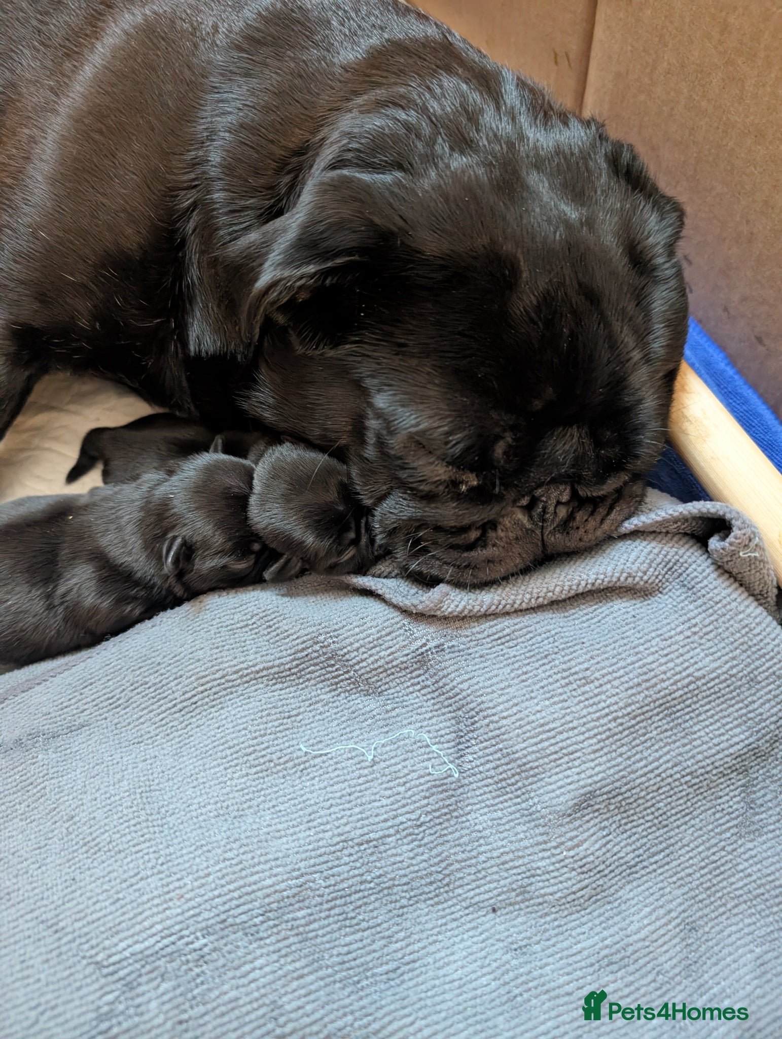 Pug dogs 6 stunning pug puppies for sale  - Advert 1