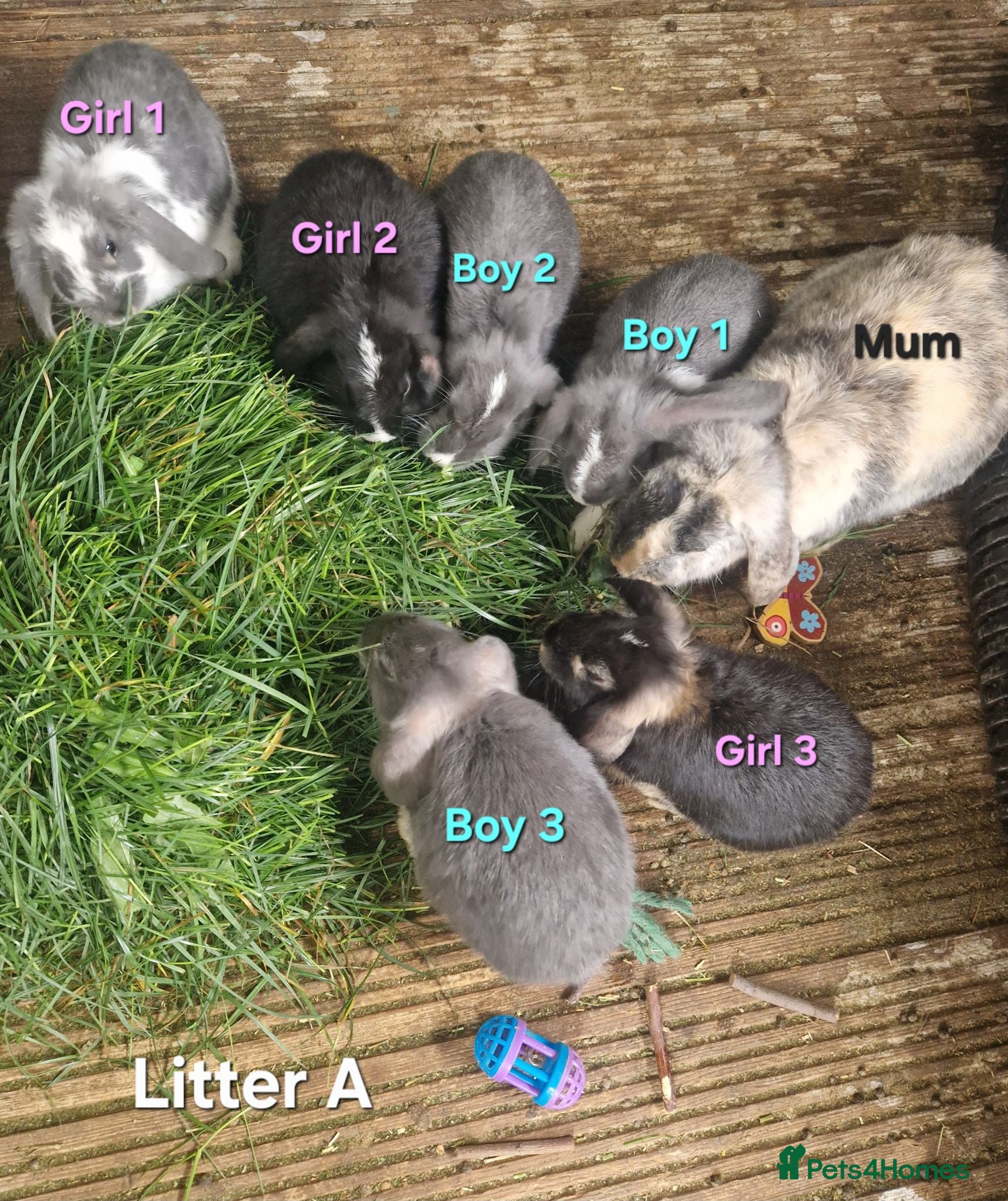 Mini Lop rabbits Mini Lops Ready Now - Advert 12