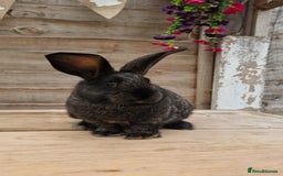 Mixed Breed rabbits for sale: Male rabbits looking for their loving homes.x  - Advert 4