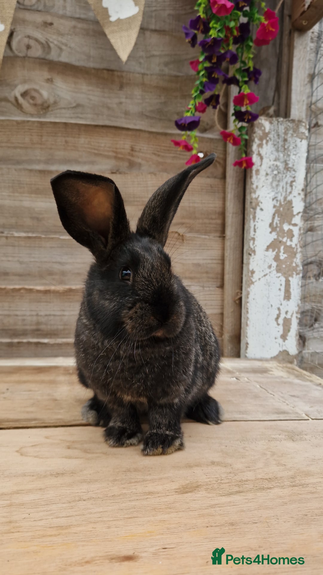 Mixed Breed rabbits for sale: Male rabbits looking for their loving homes.x  - Advert 4