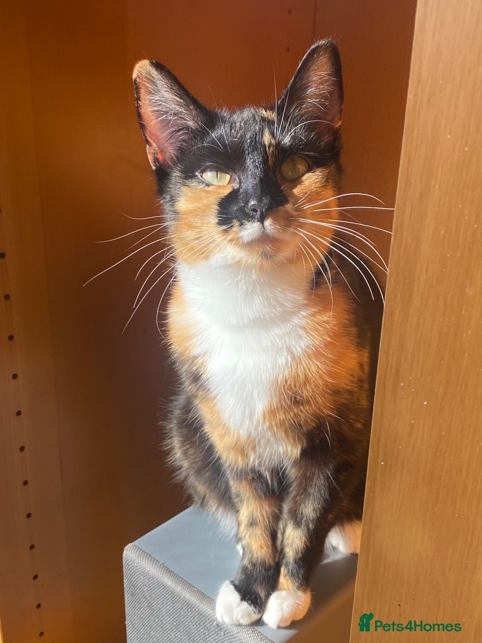 Domestic Shorthair cats 4 Beautiful kittens for sale - Advert 2