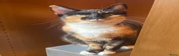Domestic Shorthair cats for sale: 4 Beautiful kittens for sale in Glasgow - Advert 1