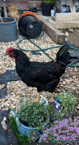 Chickens poultry in Southampton - Advert 15