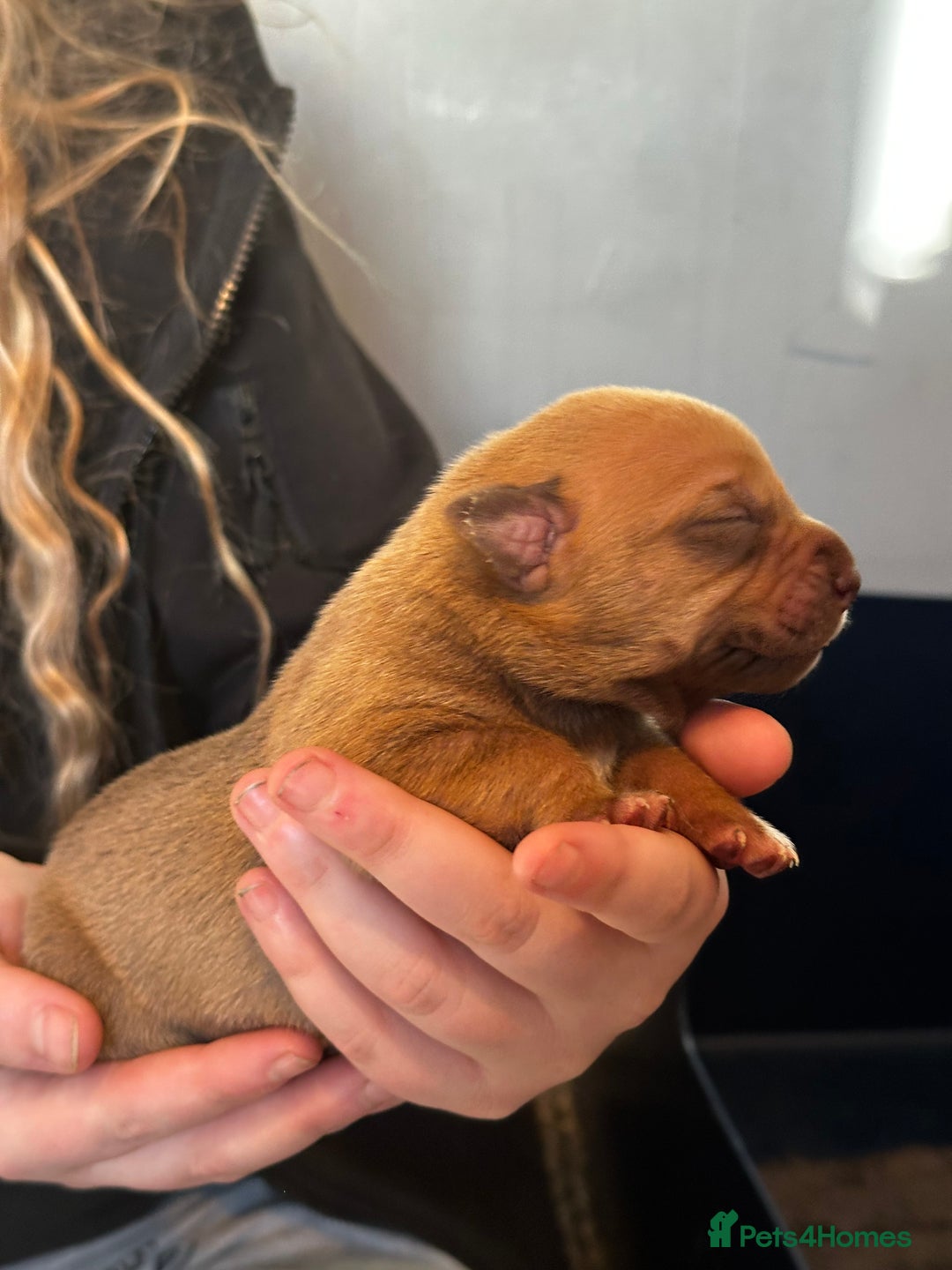 Mixed Breed dogs for sale: Staff X Sharpei puppies  - Advert 7