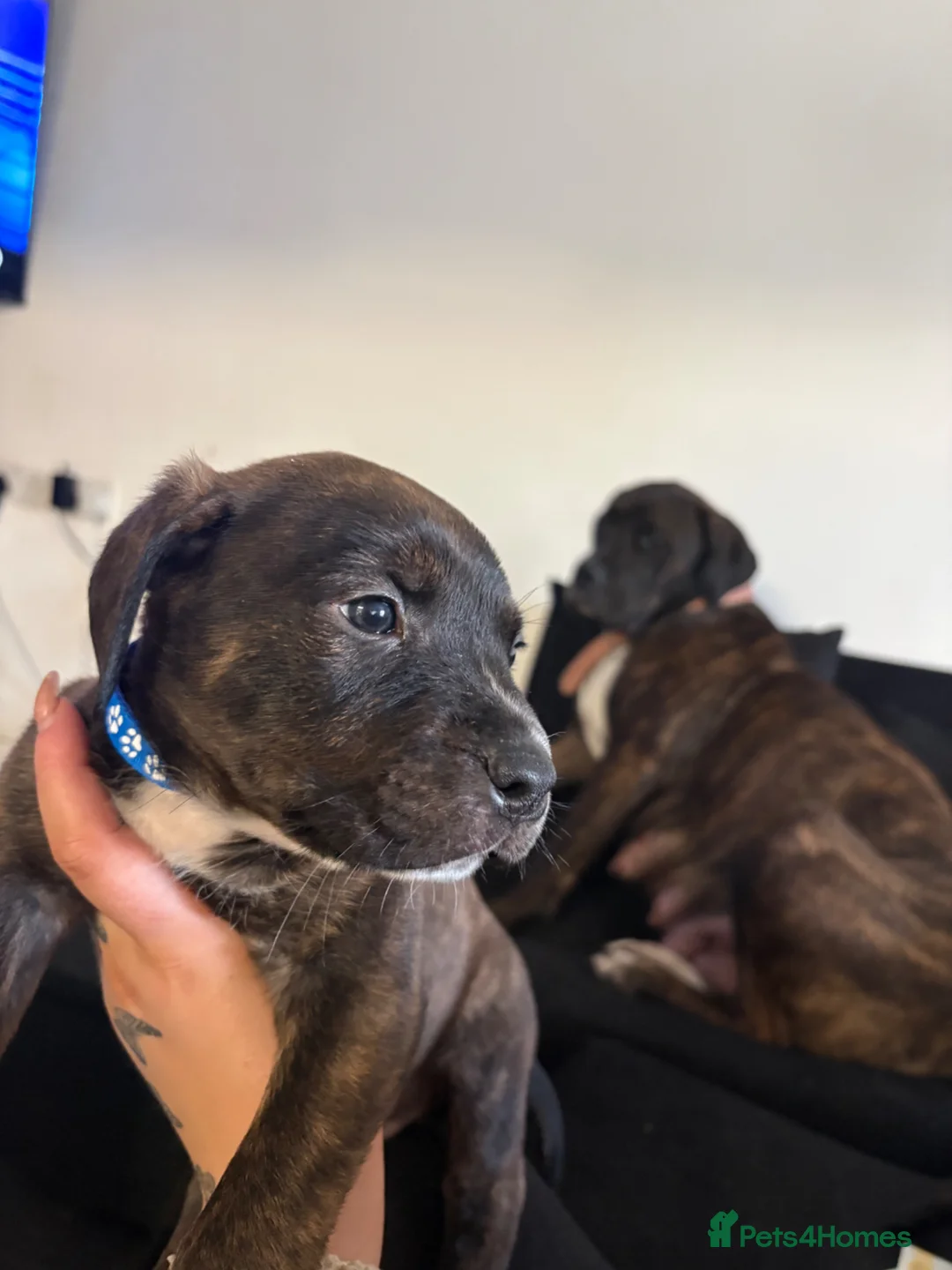 Mixed Breed dogs for sale: Last pup of the litter-ready for new home - Advert 1