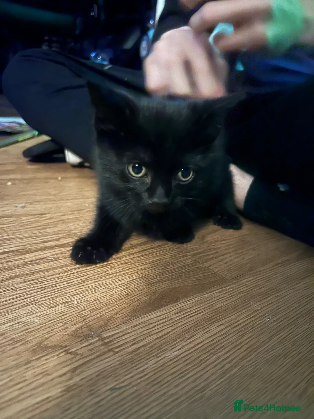 Mixed Breed cats for sale: Male kitten ready for his new home  - Advert 1