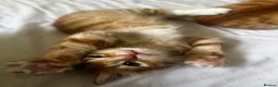 Mixed Breed cats for sale: Siberian Mix kittens - Advert 7