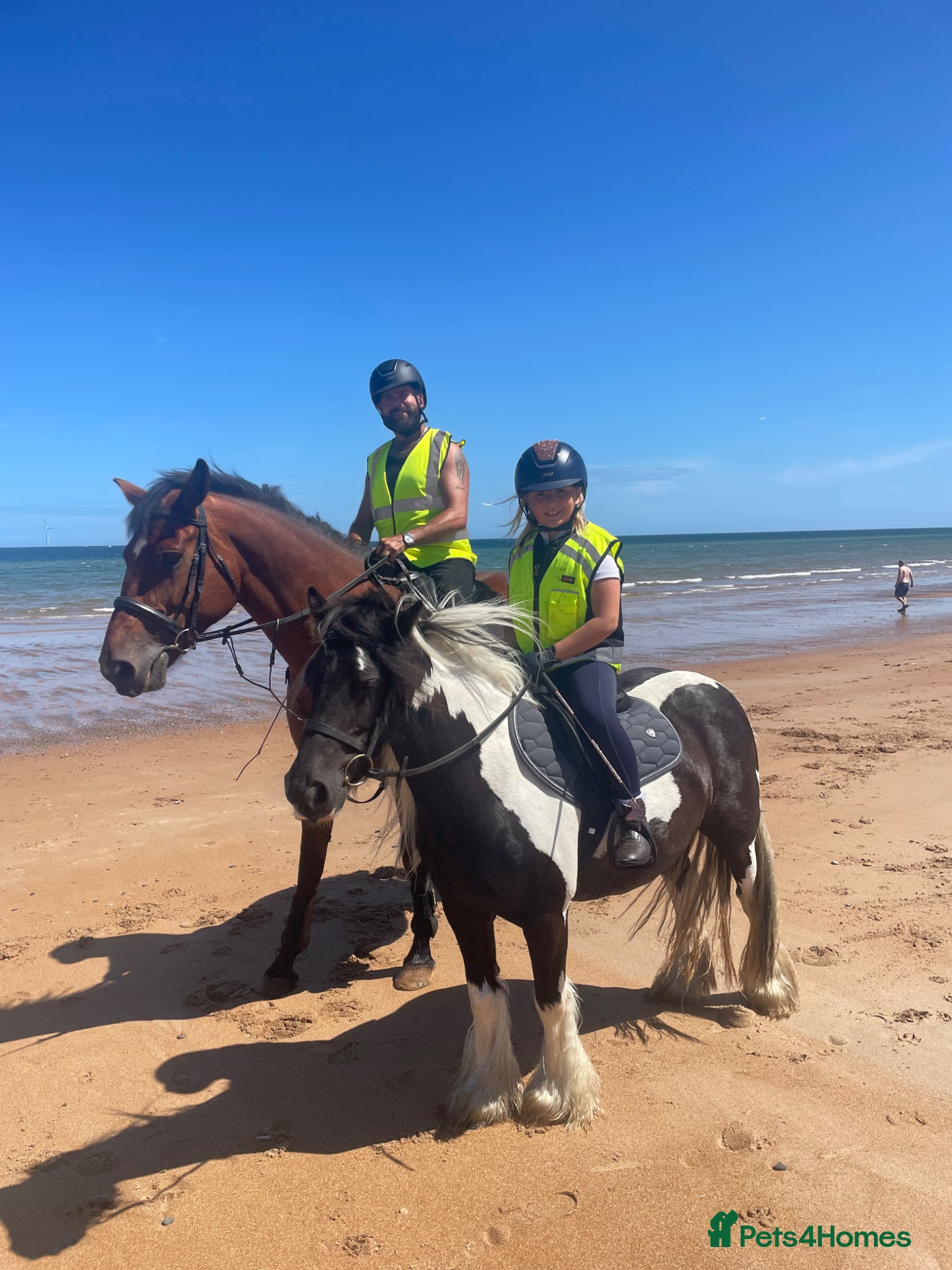 Irish Cob horses 12’3 Fun Childs Pony  - Advert 1