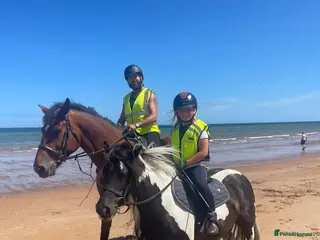 Irish Cob horses 12’3 Fun Childs Pony - Advert 1