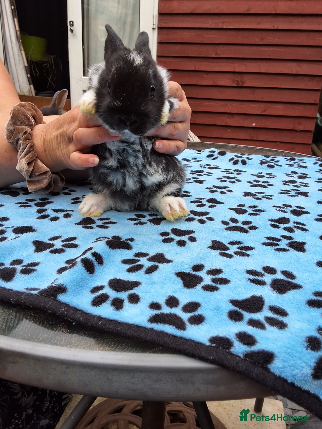 Netherland Dwarf rabbits for sale: 3 Netherland Dwarf bunnies ready 4 forever homes  - Image 8