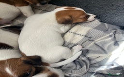 Jack Russell dogs for sale: Jack Russell Puppies  - Image 2