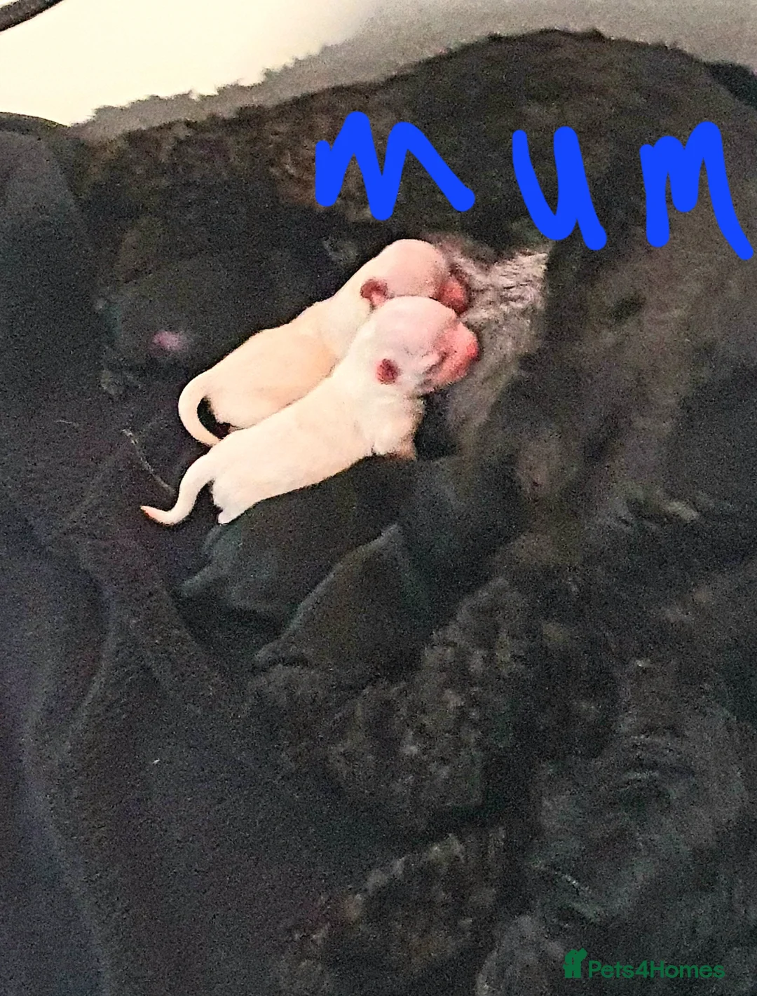 Mixed Breed dogs for sale: Toy malshipoo puppies  - Advert 12