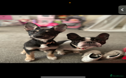 Mixed Breed dogs for sale: DOG WALKING-check description  - Image 1