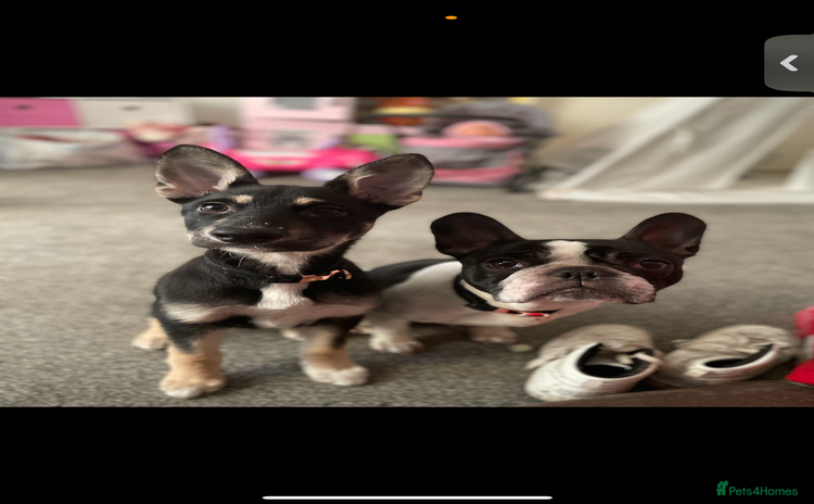 Mixed Breed dogs for sale - Advert 1
