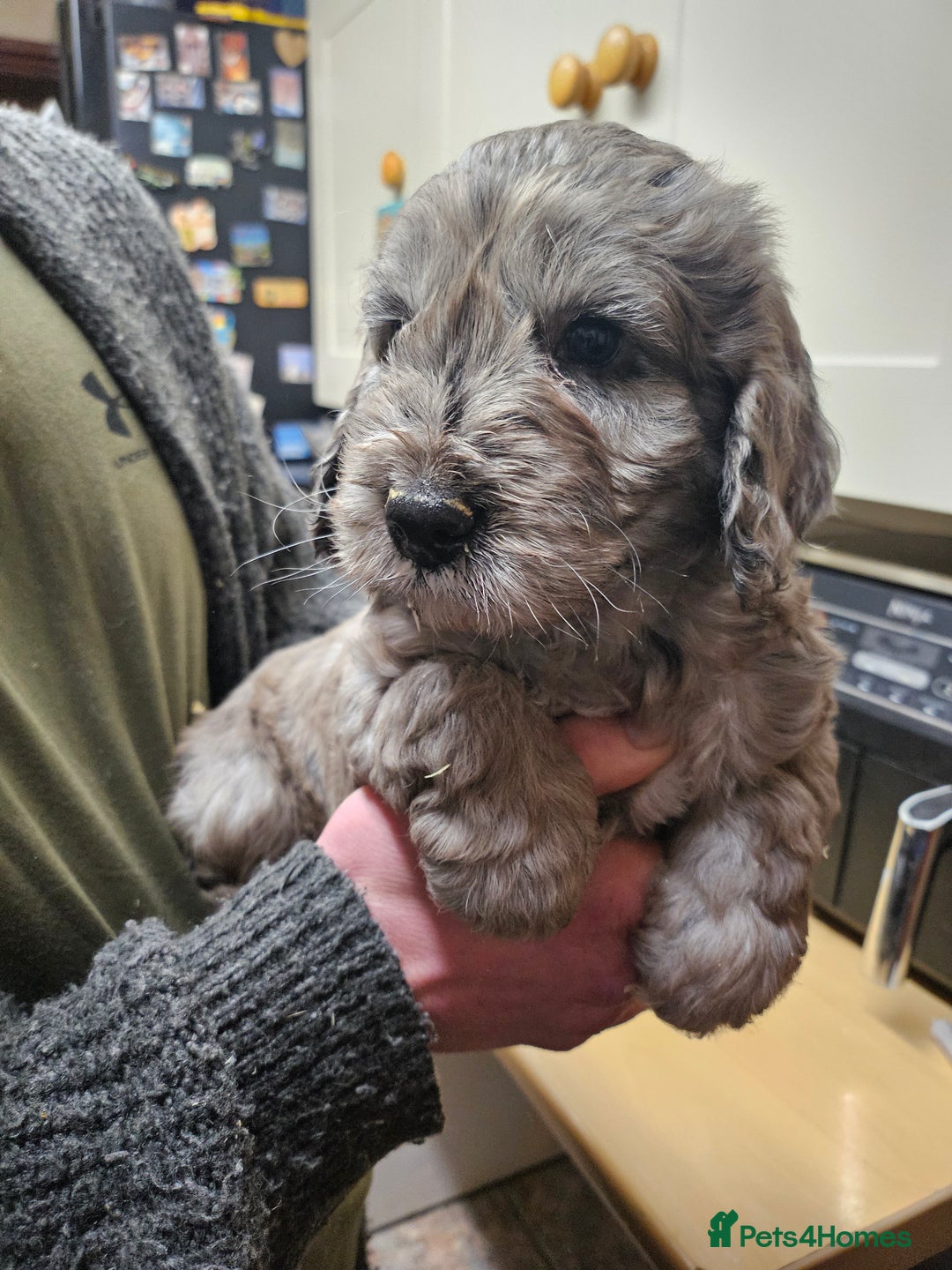 Cockapoo dogs for sale: Cockapoo Babies - Advert 4