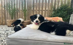 Border Collie dogs for sale: Dylan /Dill - ONLY 4 LEFT International Champion blood line - Image 1