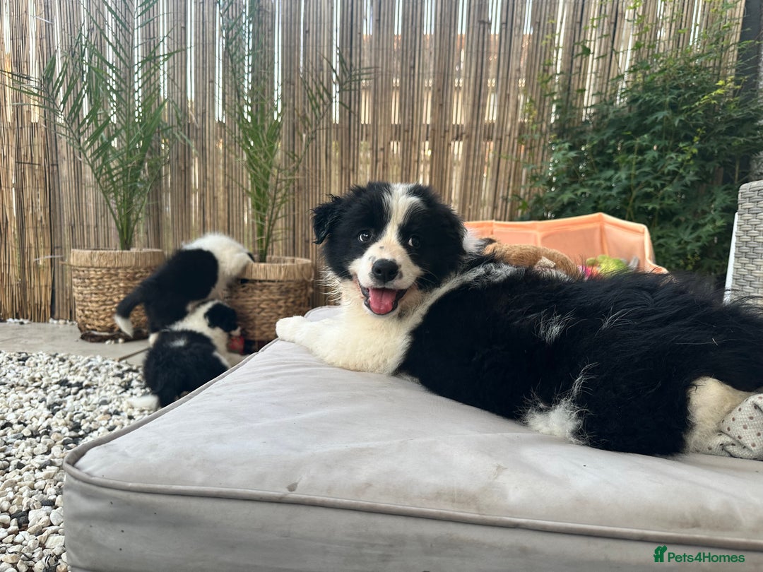 Border Collie dogs for sale: Dylan /Dill - ONLY 4 LEFT International Champion blood line - Image 1