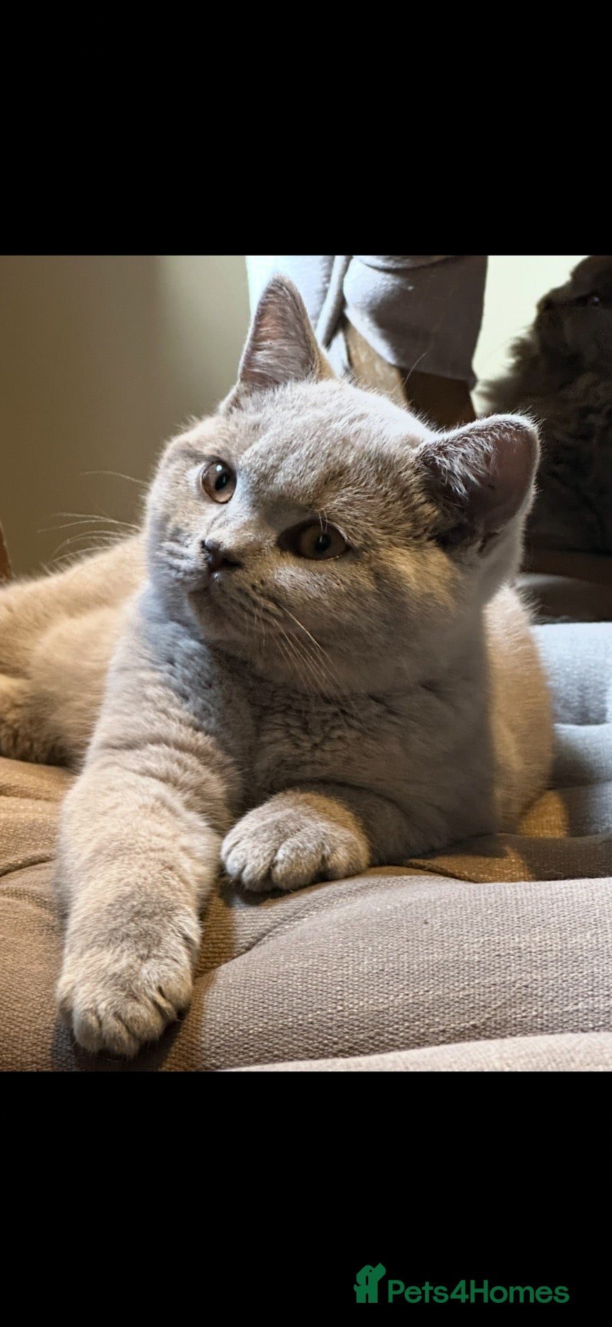 British Shorthair cats Reduced, ready now - Advert 2