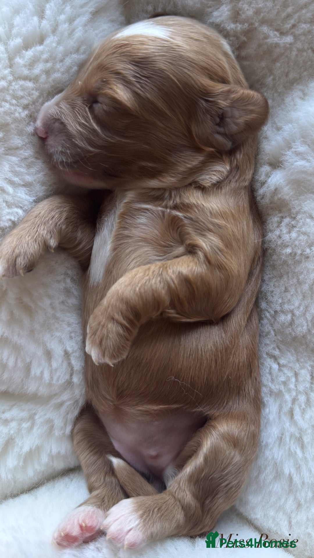 Australian Labradoodle dogs for sale: Australian Labdoodle  - Image 3