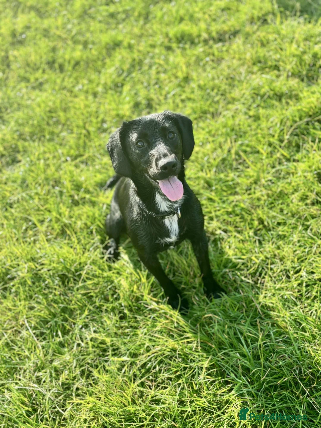 Cockerdor dogs for sale: Cockador Puppies - confirmed pregnancy. 🐾 in Skipton - Advert 2