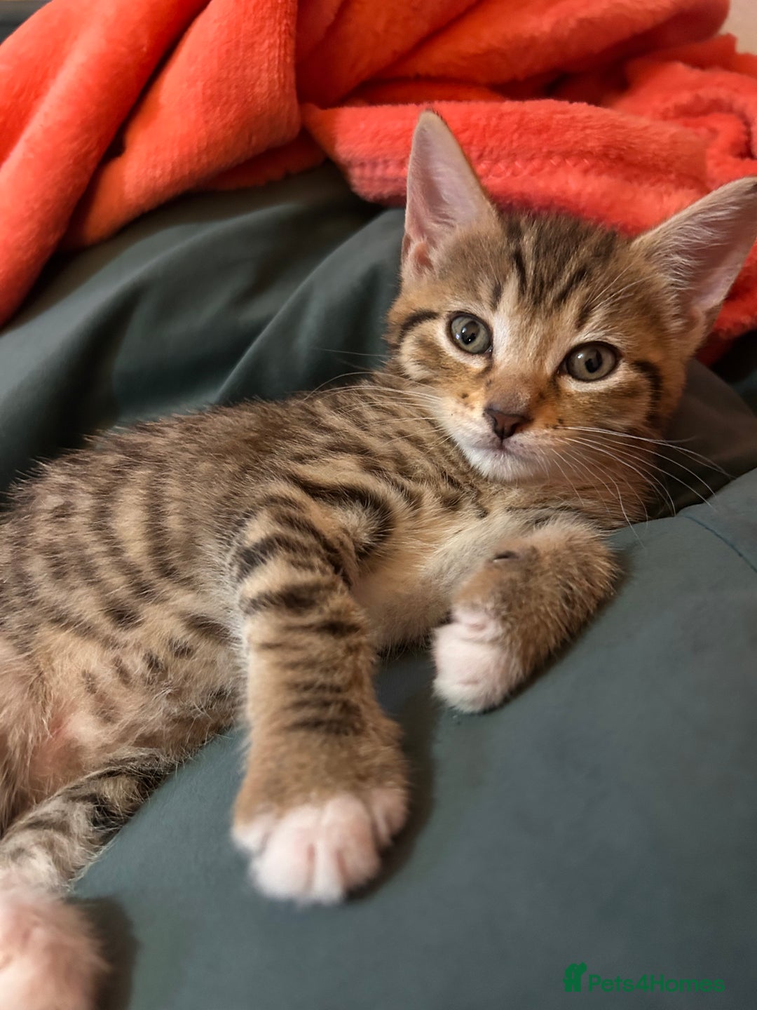 Mixed Breed cats for sale: Kittens ready to leave now  - Image 3