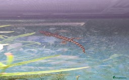 Gecko reptiles for sale: Mourning gecko's and set up - Image 2