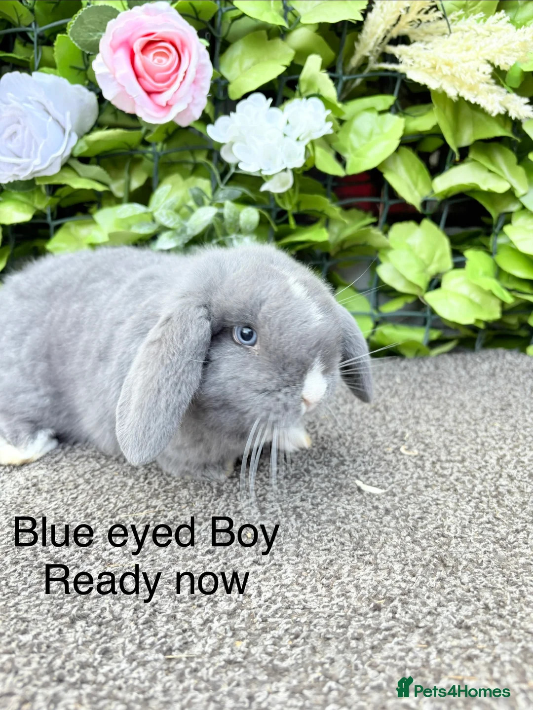 Mini Lop rabbits for sale: Adorable Mini Lop babies  - Advert 1