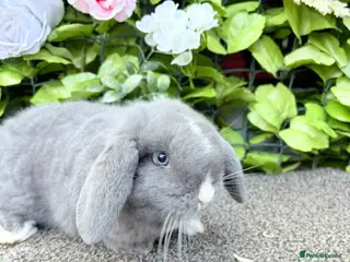 Mini Lop rabbits Adorable Mini Lop babies - Advert 1