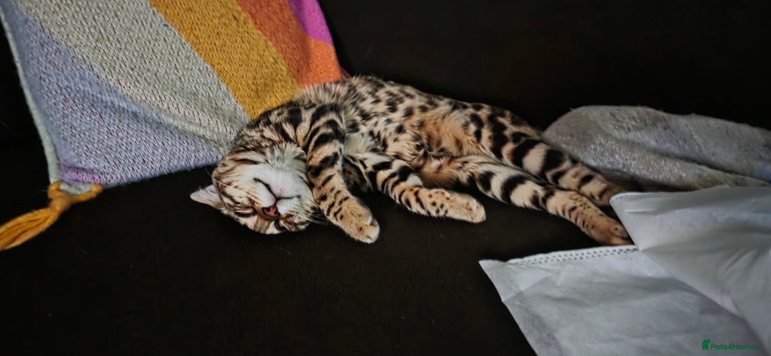 Bengal cats for sale: Bengal Kitten - 5 Month Female - Advert 12