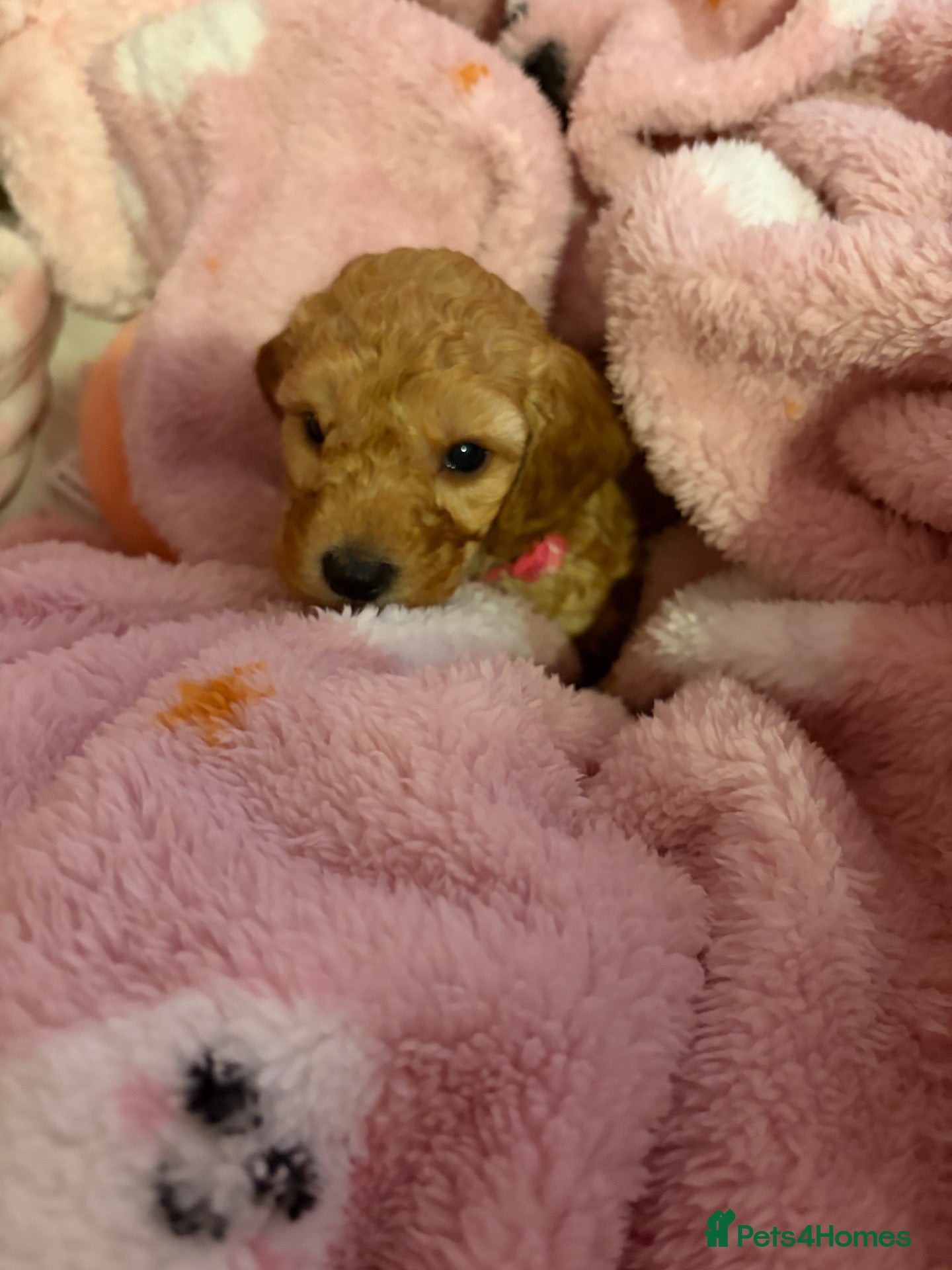 Cockapoo dogs girl very curly F1b  cockapoo fully health tested  - Advert 13