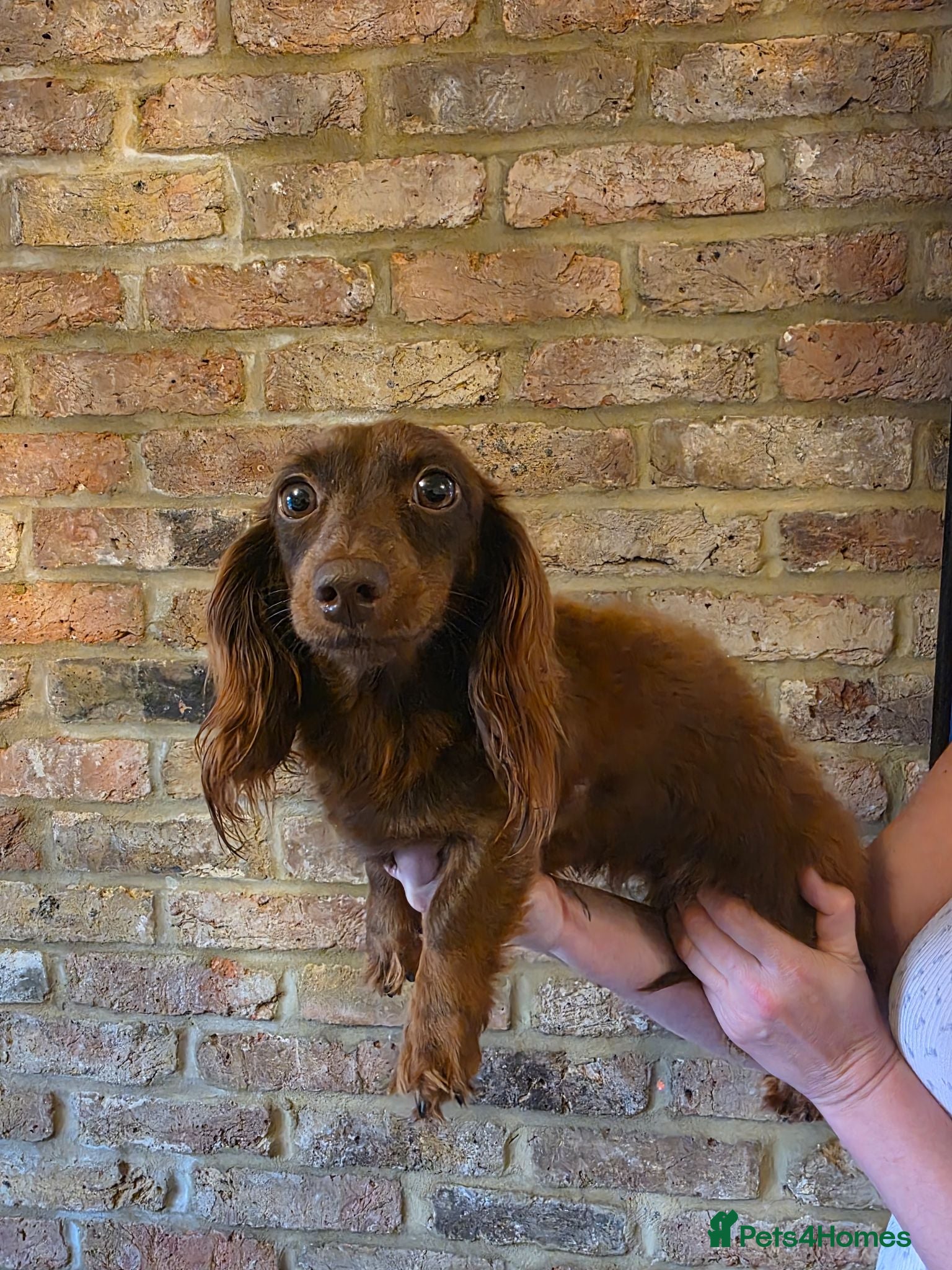 Miniature Dachshund dogs  long-haired mini Dachshund - Advert 2