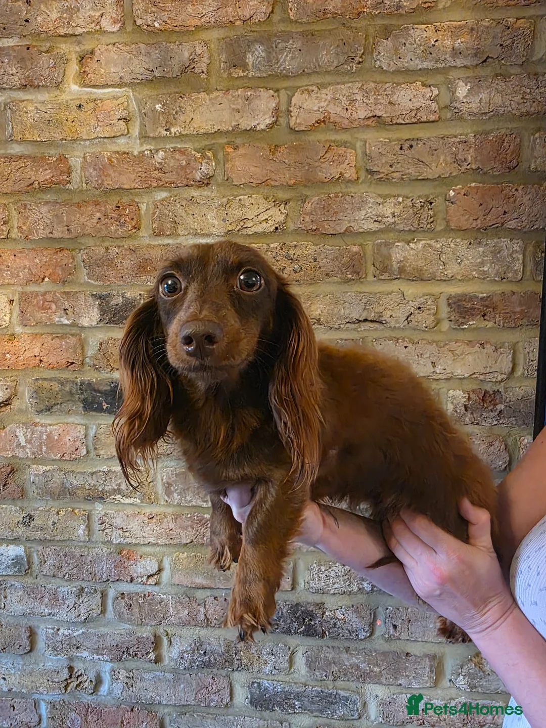Miniature Dachshund dogs for sale:  long-haired mini Dachshund - Advert 2