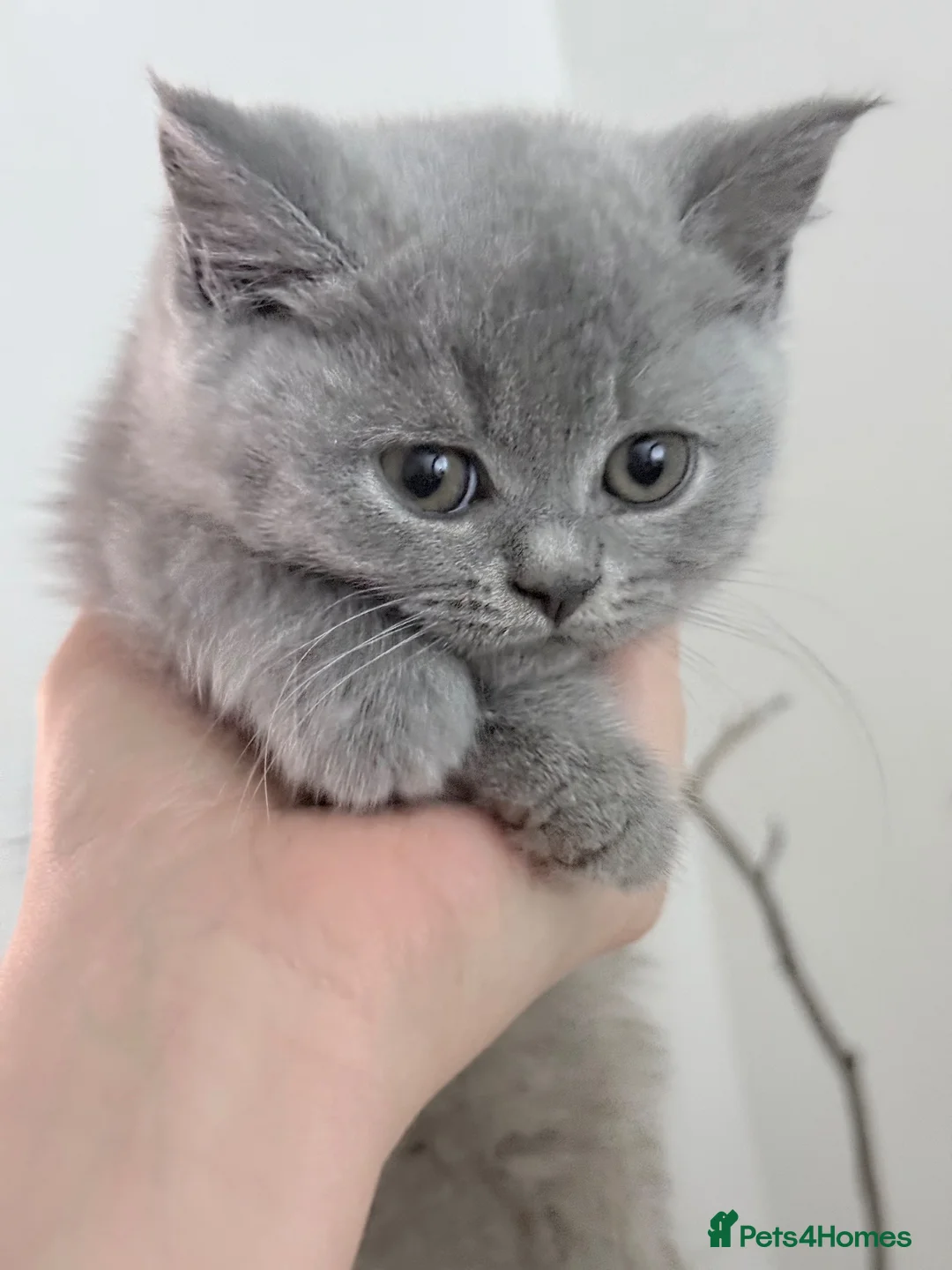 British Shorthair cats for sale: 100% PURE BSH GIRLS champion show quality  - Advert 14