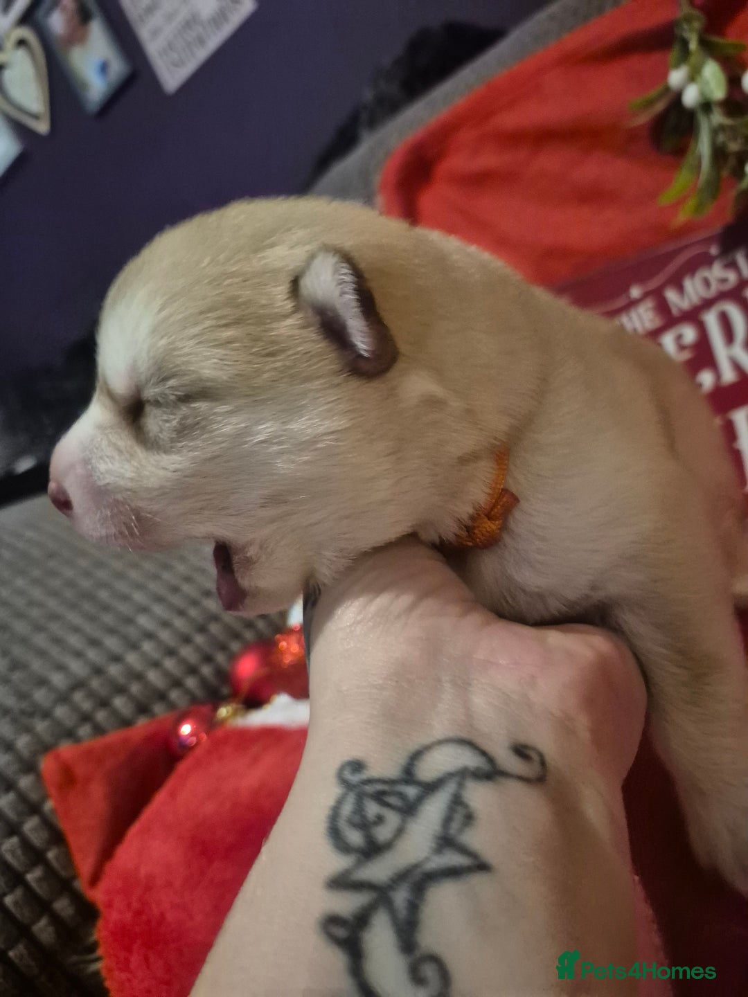 Alaskan Malamute dogs for sale: Beautiful husky malmute puppies - Advert 4