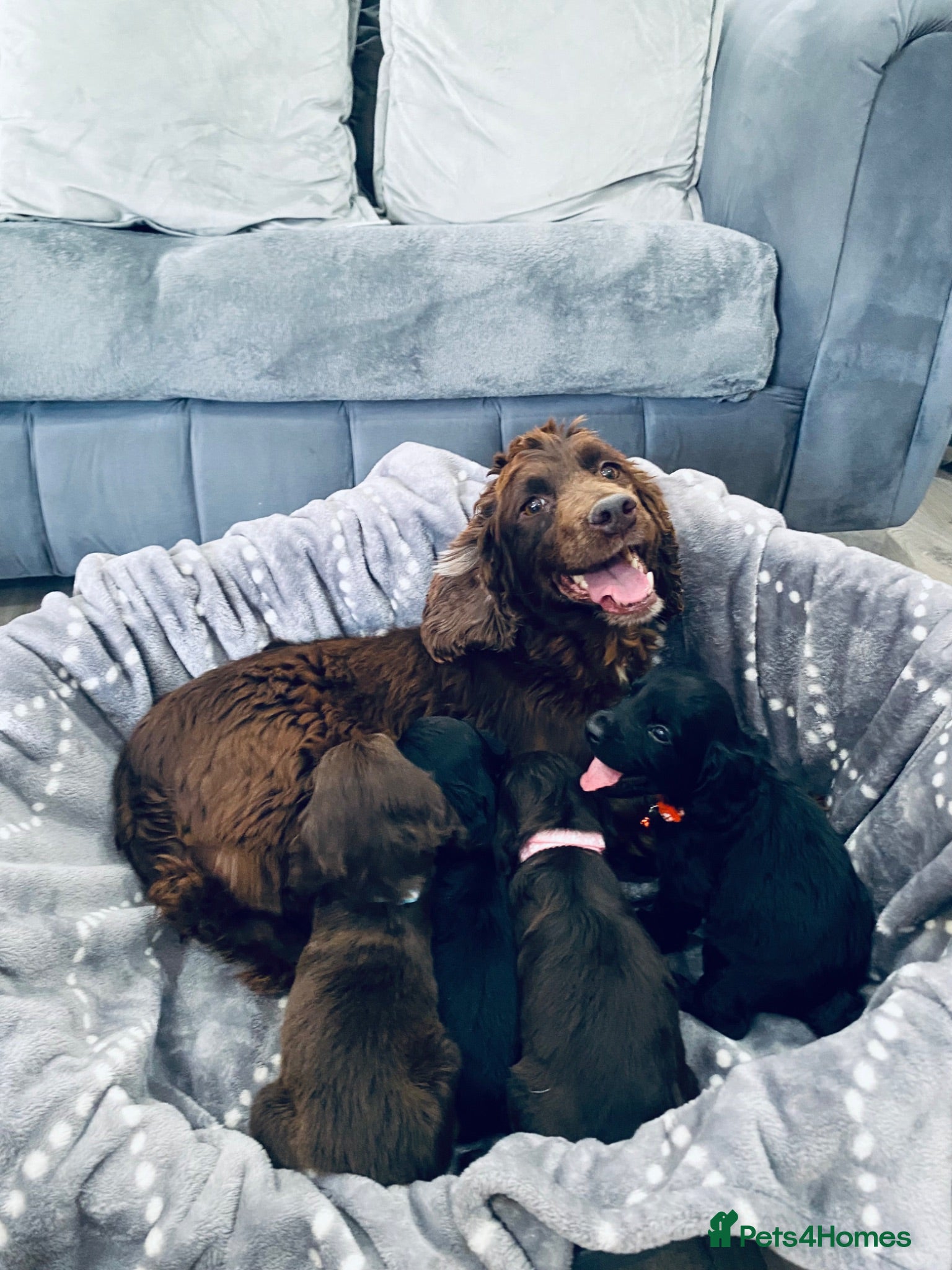Cocker Spaniel dogs Peppa beautiful puppies - Advert 2