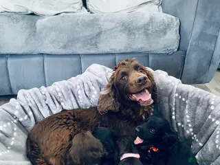 Cocker Spaniel dogs Peppa beautiful puppies - Advert 3