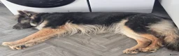 German Shepherd dogs for sale: Stunning Blue & Tan GSD female - Advert 21