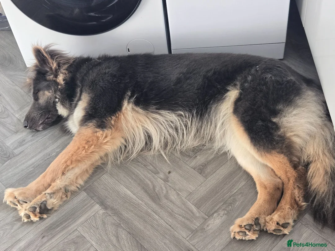 German Shepherd dogs for sale: Stunning Blue & Tan GSD female - Advert 21
