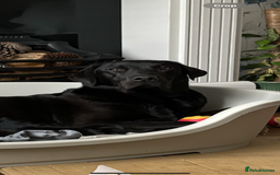 Labrador Retriever dogs for sale: 9 Beautiful Labrador Puppies For Sale  - Image 39