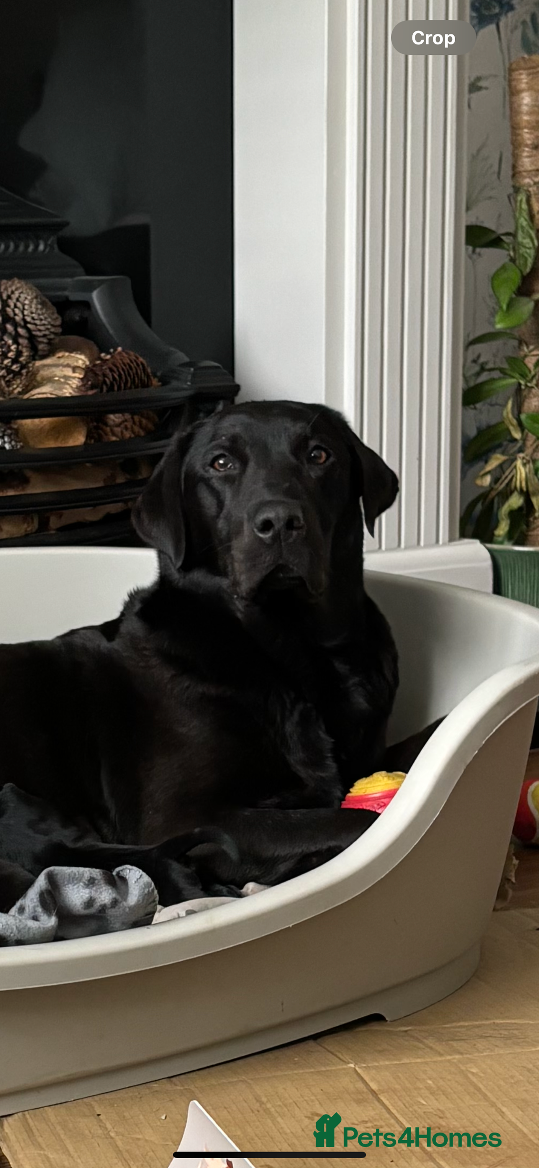 Labrador Retriever dogs for sale: 9 Beautiful Labrador Puppies For Sale  - Image 39