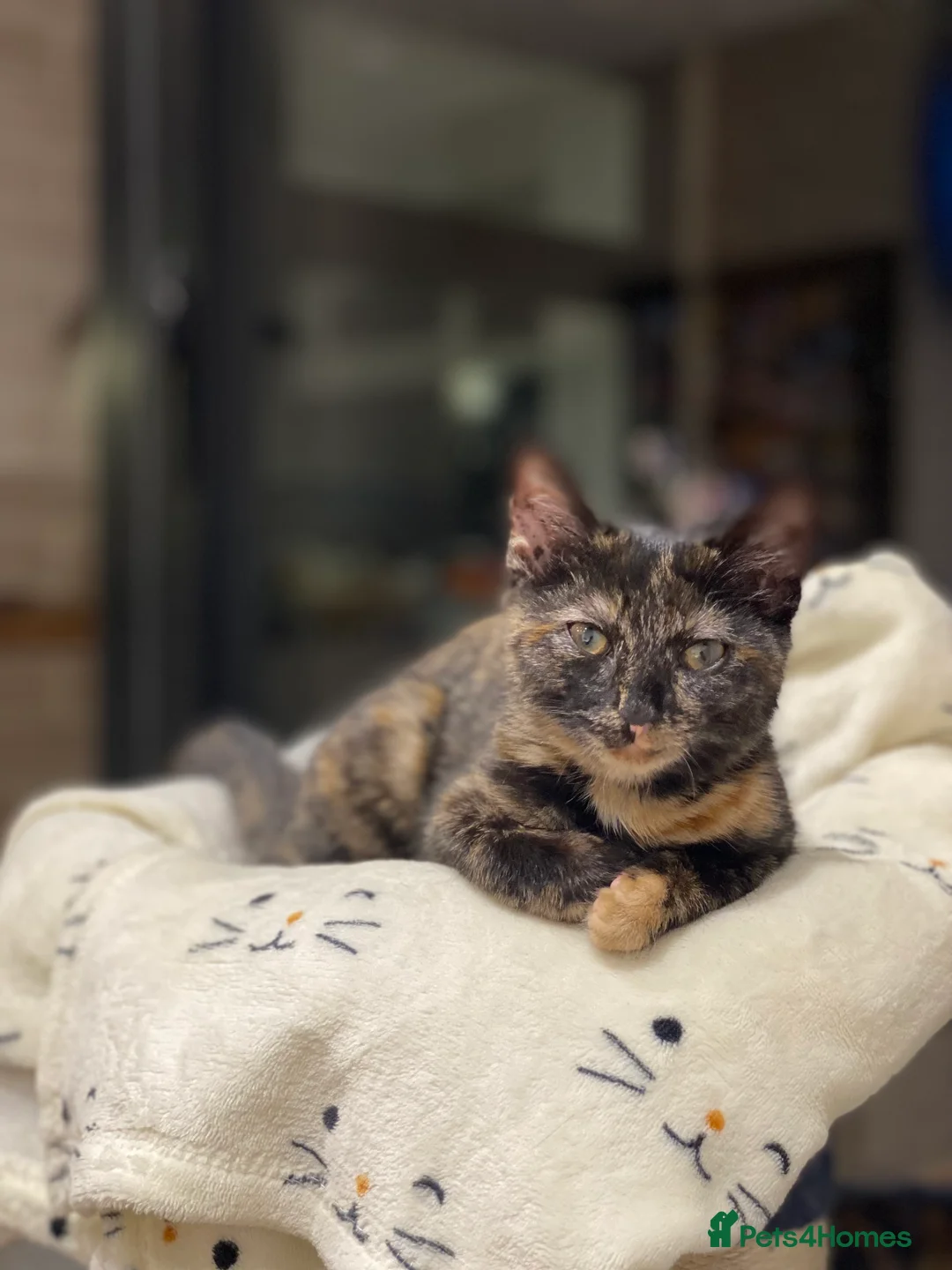 European cats for sale: Beautiful girl - Advert 1