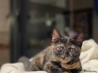 European cats Beautiful girl - Advert 1