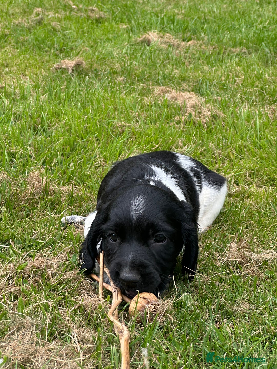 English Springer Spaniel dogs for sale: English Springer Spaniel Puppies for Sale - Image 11