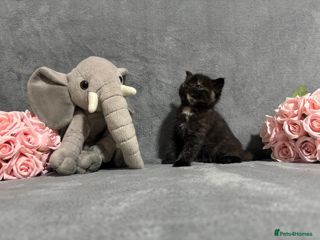 Mixed Breed cats for sale: Ragdoll mixed kittens Grey. Tabby. Speckled. Black - Advert 17