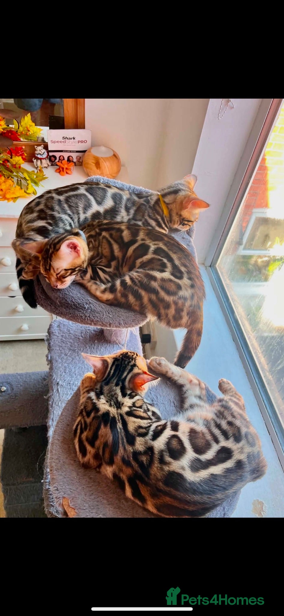 Bengal cats ✨✨PURE Bengal Kitten waiting Forever HOME✨😻😻😻 - Advert 2