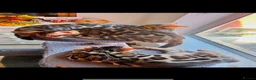 Bengal cats for sale: ✨✨ TICA registered Bengal BOYS😻😻😻 - Advert 4