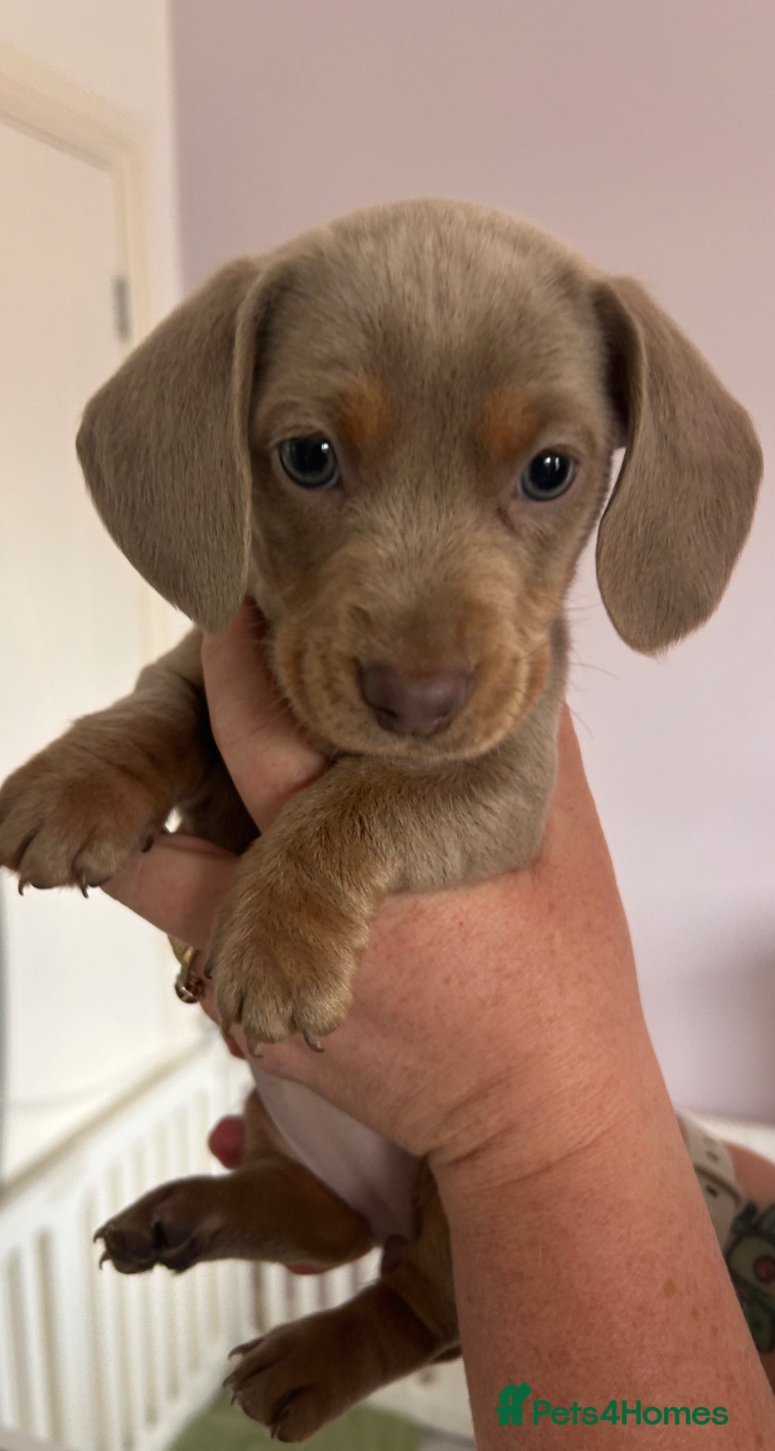 Dachshund dogs Miniature dachshund puppies for sale  - Advert 9