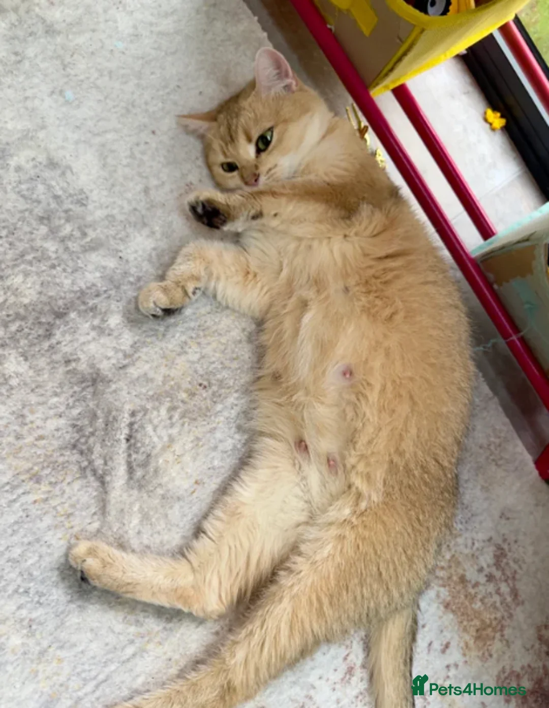 British Shorthair cats for sale: GCCF Silver White Chinchilla British Shorthair - Advert 4